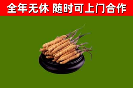 振安烟酒回收冬虫夏草.jpg
